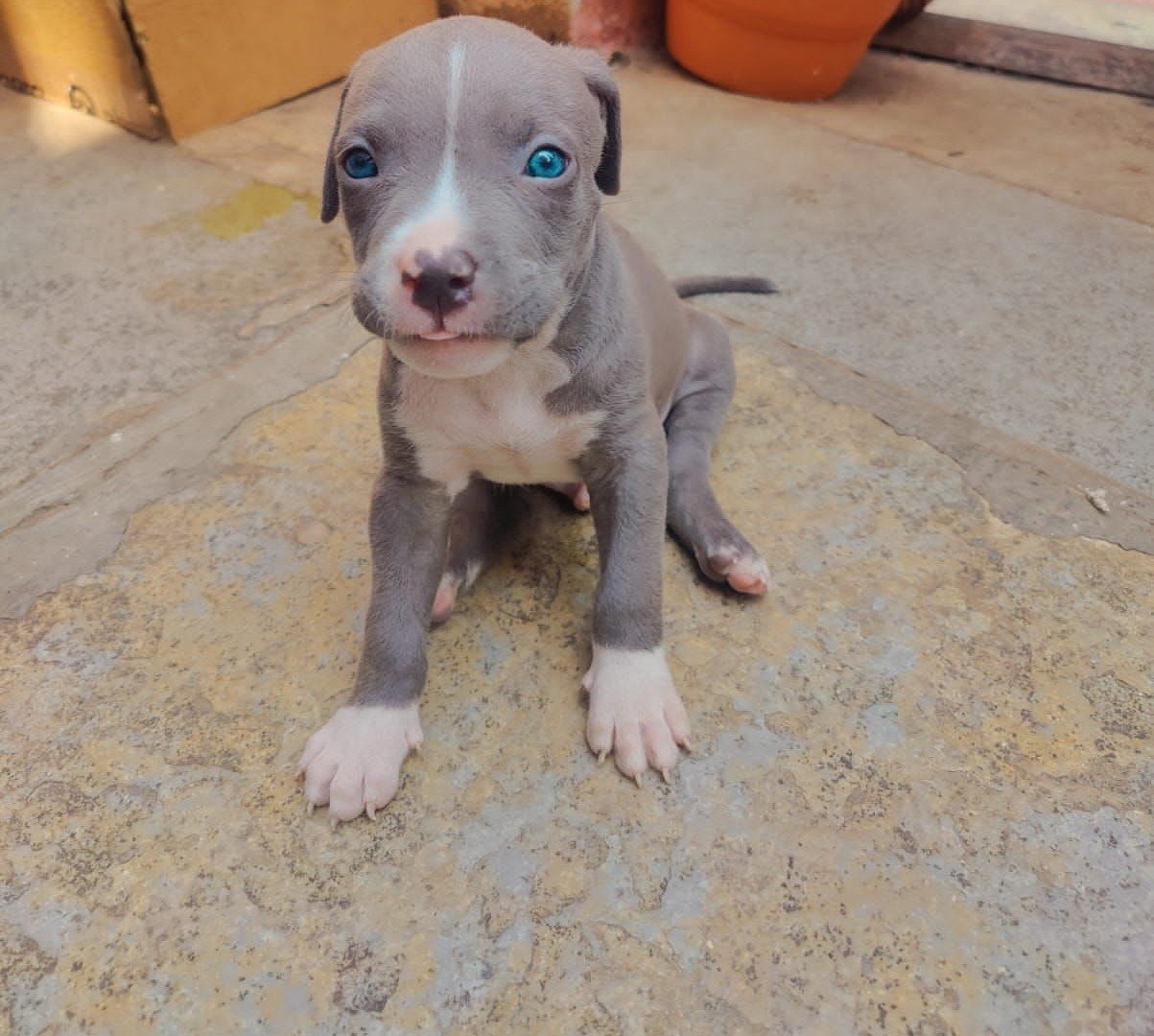 Buy Vaccinated  Pitbull Puppy from Hyderabad